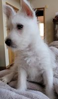 West Highland White Terrier Puppies for sale in Ham Lake, MN 55304, USA. price: NA