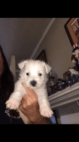 West Highland White Terrier Puppies for sale in Shallotte, NC, USA. price: NA
