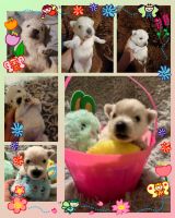 West Highland White Terrier Puppies for sale in Belleview, FL, USA. price: NA