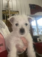 West Highland White Terrier Puppies for sale in Pennock, MN 56279, USA. price: NA