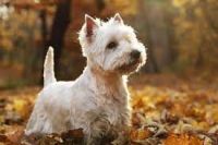West Highland White Terrier Puppies for sale in Sturgis, SD 57785, USA. price: NA