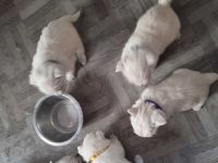 West Highland White Terrier Puppies for sale in St. Louis, MO 63101, USA. price: NA