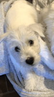 West Highland White Terrier Puppies for sale in Englewood, OH, USA. price: NA