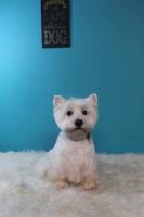 West Highland White Terrier Puppies for sale in Springfield, MO, USA. price: NA