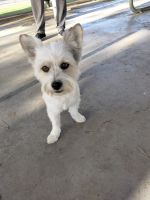 West Highland White Terrier Puppies for sale in Bakersfield, CA, USA. price: NA