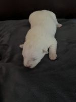 West Highland White Terrier Puppies Photos