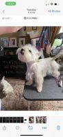West Highland White Terrier Puppies for sale in Stamford, CT 06901, USA. price: NA