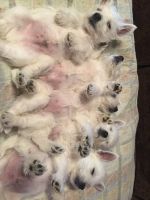 West Highland White Terrier Puppies Photos