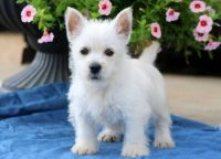 West Highland White Terrier Puppies for sale in S Carolina St, Avon Park, FL 33825, USA. price: NA