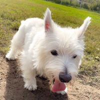 West Highland White Terrier Puppies for sale in SC-544, Myrtle Beach, SC, USA. price: NA