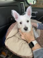 West Highland White Terrier Puppies for sale in Milledgeville, GA, USA. price: NA