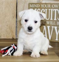 West Highland White Terrier Puppies for sale in Florida St, San Francisco, CA, USA. price: NA