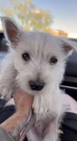 West Highland White Terrier Puppies for sale in Phoenix, AZ, USA. price: NA