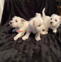 West Highland White Terrier Puppies for sale in Oil Springs, KY 41256, USA. price: NA