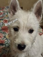 West Highland White Terrier Puppies for sale in Oswego, NY, USA. price: NA