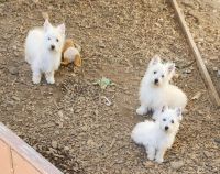 West Highland White Terrier Puppies for sale in Stanwood, WA 98292, USA. price: NA