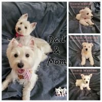 West Highland White Terrier Puppies for sale in Pasadena, TX 77503, USA. price: NA