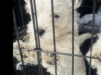 West Highland White Terrier Puppies for sale in New Bedford, MA, USA. price: NA