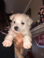 West Highland White Terrier Puppies for sale in Shallotte, NC, USA. price: $995