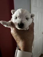 West Highland White Terrier Puppies for sale in Morrison, TN 37357, USA. price: $2,500