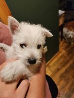 West Highland White Terrier Puppies for sale in Oswego, NY, USA. price: $1,000