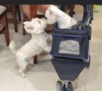 West Highland White Terrier Puppies for sale in El Paso, TX, USA. price: $2,500