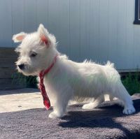 West Highland White Terrier Puppies for sale in Houston, TX, USA. price: $2,500