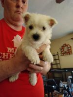 West Highland White Terrier Puppies for sale in Canton, OH, USA. price: $1,500