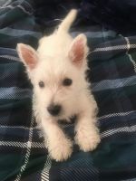 West Highland White Terrier Puppies for sale in Aiken, SC, USA. price: $1,500