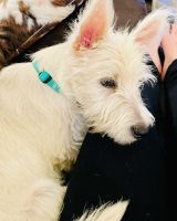 West Highland White Terrier Puppies for sale in Pell City, AL, USA. price: $500
