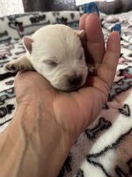West Highland White Terrier Puppies for sale in Morrison, TN 37357, USA. price: $1,900