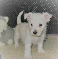 West Highland White Terrier Puppies for sale in Harrison, SD 57344, USA. price: NA