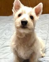 West Highland White Terrier Puppies for sale in Frazeysburg, Ohio. price: $1,500