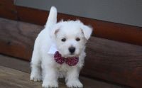 West Highland White Terrier Puppies for sale in Marlborough, MA, USA. price: NA