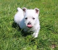 West Highland White Terrier Puppies for sale in Glendale, AZ, USA. price: NA