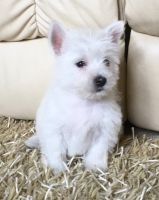 West Highland White Terrier Puppies for sale in Atlantic Ave, New York, NY, USA. price: NA