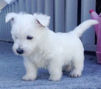 West Highland White Terrier Puppies for sale in San Bernardino County, CA, USA. price: NA