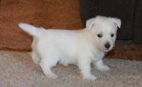 West Highland White Terrier Puppies for sale in Eagle City, OK 73724, USA. price: NA