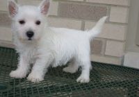 West Highland White Terrier Puppies for sale in Houston, TX, USA. price: NA