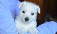 West Highland White Terrier Puppies for sale in Quincy, FL, USA. price: NA