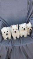 West Highland White Terrier Puppies for sale in TX-249, Houston, TX, USA. price: NA