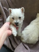 West Highland White Terrier Puppies for sale in USA Medical Center Dr, Mobile, AL, USA. price: NA