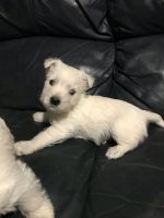 West Highland White Terrier Puppies for sale in Indianapolis, IN 46201, USA. price: NA