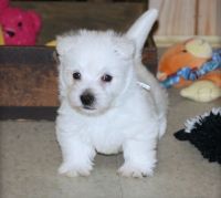 West Highland White Terrier Puppies for sale in Torrance, CA, USA. price: NA