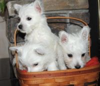 West Highland White Terrier Puppies for sale in Houston, TX, USA. price: NA