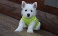 West Highland White Terrier Puppies for sale in Los Lunas, NM 87031, USA. price: NA