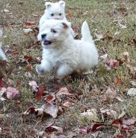West Highland White Terrier Puppies for sale in Sterling, VA, USA. price: NA