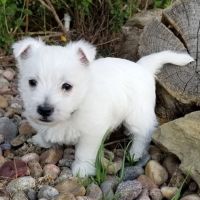 West Highland White Terrier Puppies for sale in Allenton, WI 53002, USA. price: NA