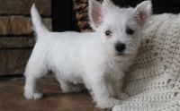 West Highland White Terrier Puppies for sale in Cowley, WY, USA. price: NA
