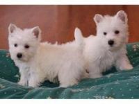 West Highland White Terrier Puppies for sale in Milwaukee, WI, USA. price: NA